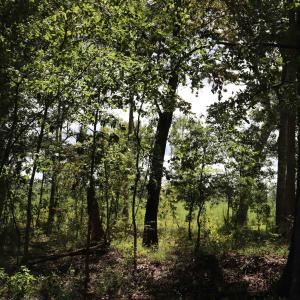 Photo #9 of Old Forreston Rd., Greeleyville, SC 237.0 acres