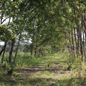 Photo #21 of Old Forreston Rd., Greeleyville, SC 237.0 acres