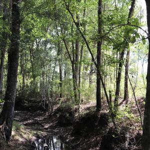 Photo #14 of Old Forreston Rd., Greeleyville, SC 237.0 acres