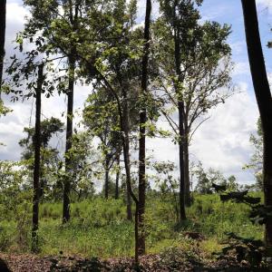 Photo #11 of Old Forreston Rd., Greeleyville, SC 237.0 acres
