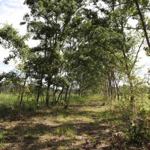 Photo #22 of Old Forreston Rd., Greeleyville, SC 237.0 acres
