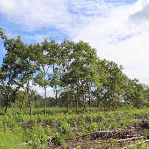 Photo #26 of Old Forreston Rd., Greeleyville, SC 237.0 acres