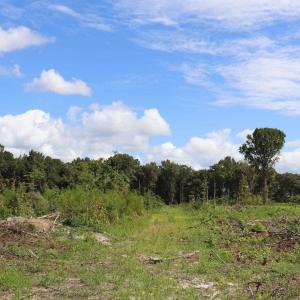 Photo #19 of Old Forreston Rd., Greeleyville, SC 237.0 acres