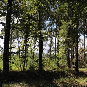 Photo #12 of Old Forreston Rd., Greeleyville, SC 237.0 acres