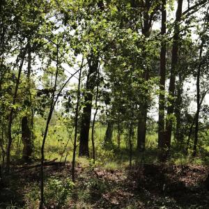 Photo #8 of Old Forreston Rd., Greeleyville, SC 237.0 acres