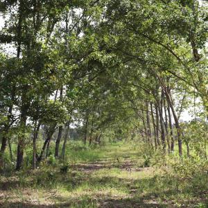 Photo #24 of Old Forreston Rd., Greeleyville, SC 237.0 acres