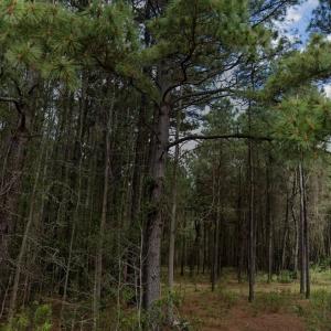 Photo #4 of TBD Highway 762, Loris, SC 0.8 acres