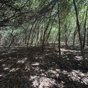 Photo #4 of TBD Black Branch Rd., Dillon, SC 0.7 acres