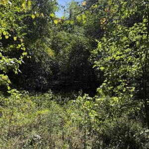 Photo #5 of TBD Black Branch Rd., Dillon, SC 0.7 acres