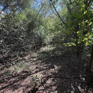 Photo #3 of TBD Black Branch Rd., Dillon, SC 0.7 acres