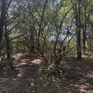 Photo #4 of TBD Black Branch Rd., Dillon, SC 0.7 acres