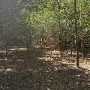 Photo #5 of TBD Black Branch Rd., Dillon, SC 0.7 acres