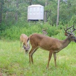 Photo #43 of TBD Highway 905, Conway, SC 87.3 acres