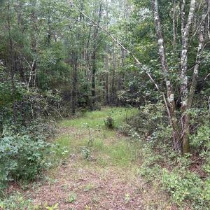 Photo #42 of TBD Highway 905, Conway, SC 87.3 acres