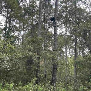 Photo #32 of TBD Highway 905, Conway, SC 87.3 acres