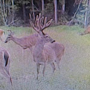 Photo #44 of TBD Highway 905, Conway, SC 87.3 acres