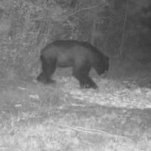 Photo #12 of TBD Highway 905, Conway, SC 87.3 acres