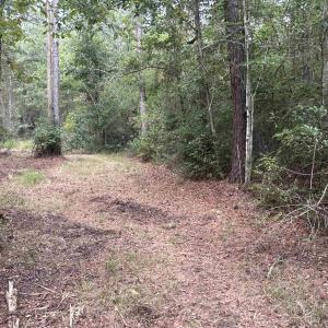 Photo #28 of TBD Highway 905, Conway, SC 87.3 acres