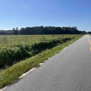 Photo #12 of Highway 38, Blenheim, SC 60.2 acres
