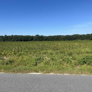 Photo #7 of Highway 38, Blenheim, SC 60.2 acres