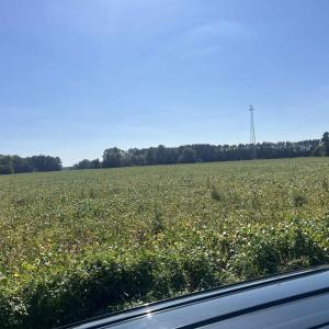 Photo #9 of Highway 38, Blenheim, SC 60.2 acres