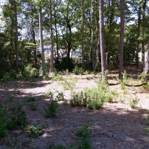 Photo #8 of TBD Highway 501, Marion, SC 1.0 acres