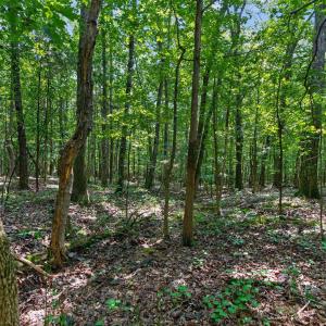 Photo #26 of 7000 John Furr Rd, Concord, NC 25.0 acres
