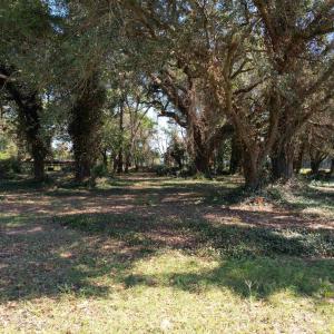 Photo #8 of Lot 2 - Sumter Hwy., Kingstree, SC 5.0 acres