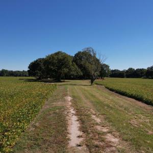 Photo #7 of Lot 2 - Sumter Hwy., Kingstree, SC 5.0 acres