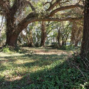 Photo #2 of Lot 2 - Sumter Hwy., Kingstree, SC 5.0 acres