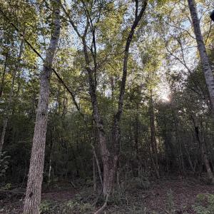 Photo #10 of Pleasant View Church Rd., Nichols, SC 8.5 acres