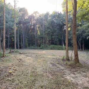 Photo #6 of Pleasant View Church Rd., Nichols, SC 8.5 acres