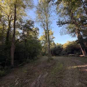 Photo #14 of Pleasant View Church Rd., Nichols, SC 8.5 acres