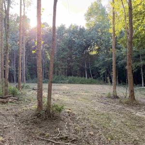 Photo #5 of Pleasant View Church Rd., Nichols, SC 8.5 acres
