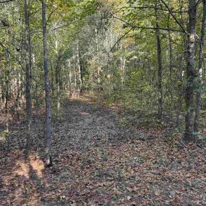 Photo #15 of 7506 Highway 501 Business, Latta, SC 73.0 acres