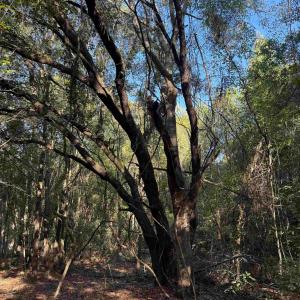 Photo #14 of 7506 Highway 501 Business, Latta, SC 73.0 acres