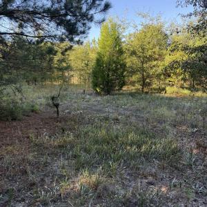 Photo #12 of 7506 Highway 501 Business, Latta, SC 73.0 acres