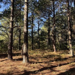 Photo #19 of 7506 Highway 501 Business, Latta, SC 73.0 acres