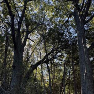 Photo #9 of 7506 Highway 501 Business, Latta, SC 73.0 acres