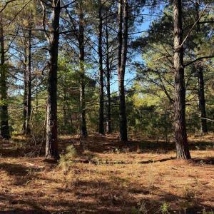 Photo #8 of 7506 Highway 501 Business, Latta, SC 73.0 acres
