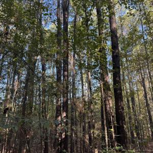 Photo #4 of 7506 Highway 501 Business, Latta, SC 73.0 acres