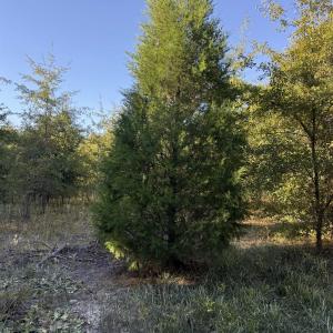 Photo #24 of 7506 Highway 501 Business, Latta, SC 73.0 acres