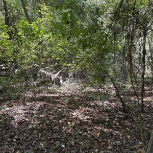 Photo #2 of TBD Tyler Rd., Marion, SC 0.5 acres