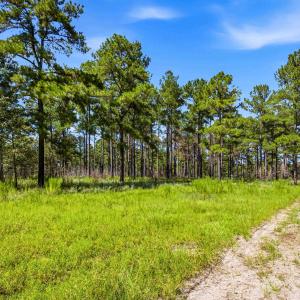 Photo #3 of 1569 DAVE PLOWDEN POND RD, Manning, SC 1,986.0 acres
