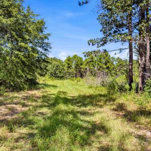 Photo #46 of 1569 DAVE PLOWDEN POND RD, Manning, SC 1,986.0 acres