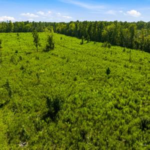 Photo #35 of 1569 DAVE PLOWDEN POND RD, Manning, SC 1,986.0 acres