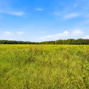 Photo #70 of 1569 DAVE PLOWDEN POND RD, Manning, SC 1,986.0 acres