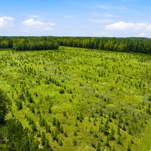 Photo #23 of 1569 DAVE PLOWDEN POND RD, Manning, SC 1,986.0 acres