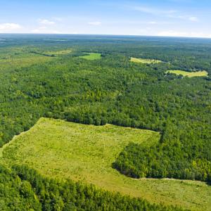 Photo #22 of 1569 DAVE PLOWDEN POND RD, Manning, SC 1,986.0 acres