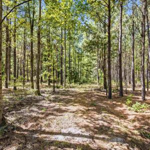 Photo #71 of 1569 DAVE PLOWDEN POND RD, Manning, SC 1,986.0 acres